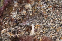 Vanneaugobius canariensis