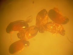 Parasyphraea