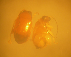 Parasyphraea