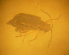 Hypolampsis