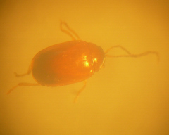 Parasyphraea