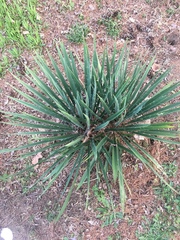 Yucca filamentosa filamentosa