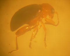 Monomacra