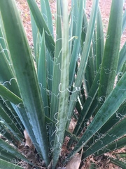 Yucca filamentosa filamentosa