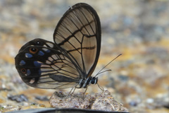 Pseudohaetera mimica