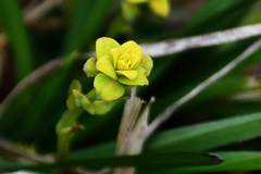 Uromyces pisi-sativi