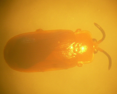 Cephaloleia erichsonii