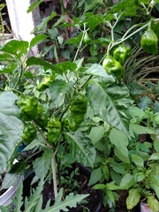 Capsicum chinense