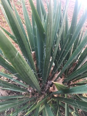Yucca filamentosa filamentosa