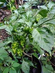 Capsicum chinense