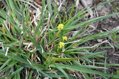 Uromyces pisi-sativi