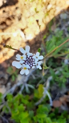 Iberis procumbens microcarpa