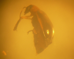 Luperodes