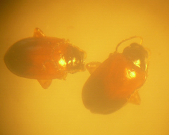 Parasyphraea