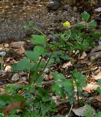 Ranunculus lanuginosus
