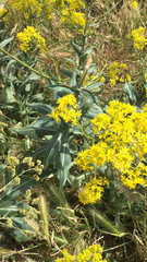 Isatis tinctoria