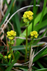 Uromyces pisi-sativi