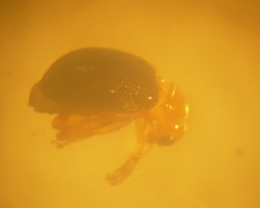 Monomacra