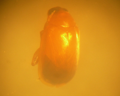Parasyphraea
