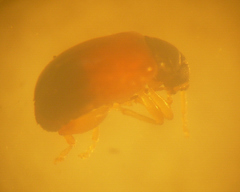 Parasyphraea