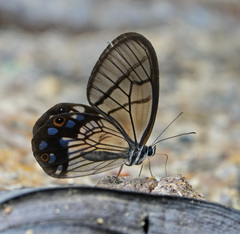 Pseudohaetera mimica