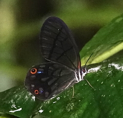 Pseudohaetera mimica