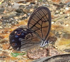 Pseudohaetera mimica