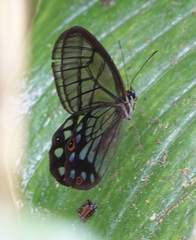 Pseudohaetera mimica