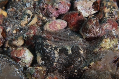 Vanneaugobius canariensis