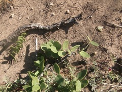 Cissampelos capensis