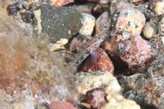 Vanneaugobius canariensis