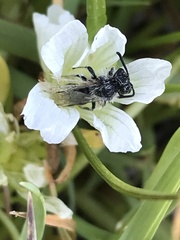 Andrena pulverea