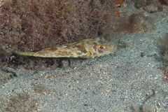 Sphoeroides marmoratus