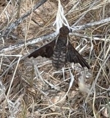 Hemipenthes seminiger
