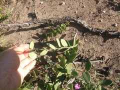 Cissampelos capensis