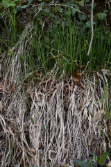 Anthoxanthum australe