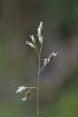 Anthoxanthum australe