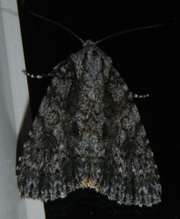 Acronicta hamamelis