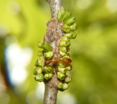Callirhytis quercusgemmaria