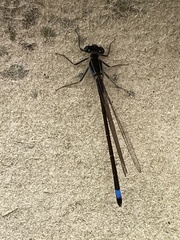 Ischnura elegans