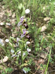 Ophrys scolopax apiformis