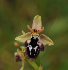 Ophrys reinholdii