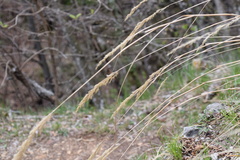 Calamagrostis varia