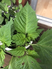 Physalis philadelphica