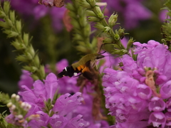 Macroglossum bombylans