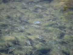 Cyprinodon macularius