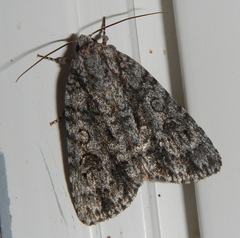 Acronicta hamamelis