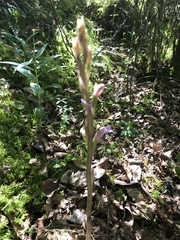 Limodorum trabutianum