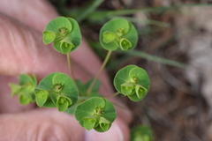 Euphorbia variabilis