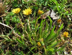 Taraxacum palustre